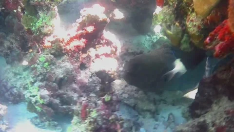Giant Moray Eel Head Emerging from Coral with Cleaner Fish Vídeo Stock 343728843