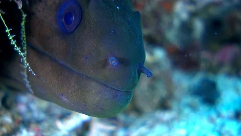 Giant moray eel head going back and forth while opening mouth Stock Footage 113032368
