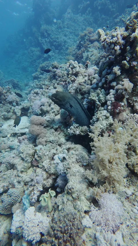 Giant moray eel hiding among colorful coral reef while tropical fish swim in the Stock Footage 335151237
