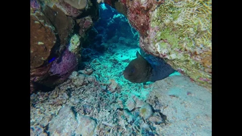 Giant moray eel hiding amongst rocks and corals on the ocean floor opening and 스톡 동영상 335149868