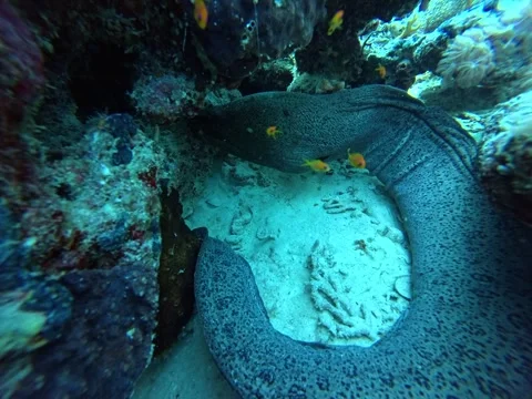 Giant Moray Eel Hiding in Coral Reef Cave - 4k Vídeos de archivo 328609701