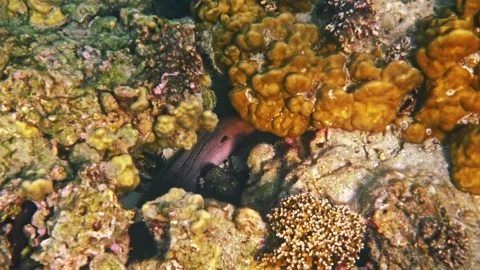 Giant moray eel hiding in coral reef crevice, marine wildlife Stock Footage 340554488