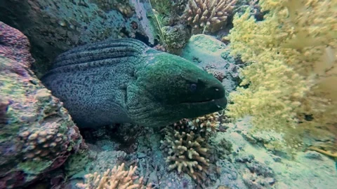 Giant moray eel hiding in hole on tropical coral reef Stock Footage 328647432