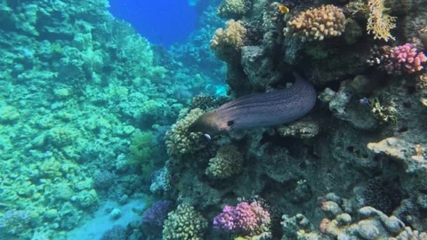 Giant moray eel hiding inside coral reef showing natural predator behavior Stock-Footage 325942761