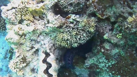 Giant Moray Eel Hiding Inside a Reef Cave with Tail Protruding Outside, Marsa Al Vidéo 343311455