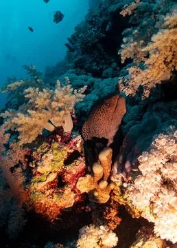 Giant Moray Eel Hiding in Soft Coral Reef Stock Photos
