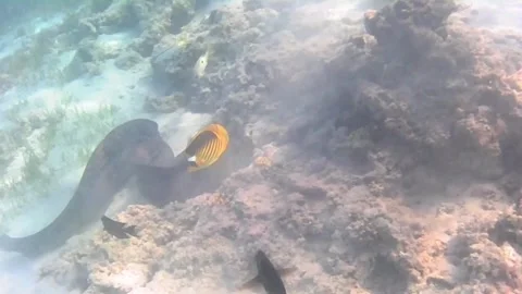 Giant Moray Eel Hunting Across Coral Reef and Sand in the Red Sea Stock Footage 340003116