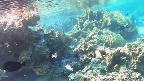 Giant Moray Eel Hunting Along Coral Reef Surrounded by Reef Fish Stockbeeldmateriaal 344051179