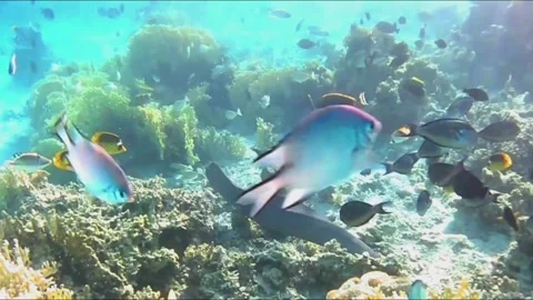 Giant Moray Eel Hunting Along Coral Reef Surrounded by Reef Fish Vídeos de archivo 344051198