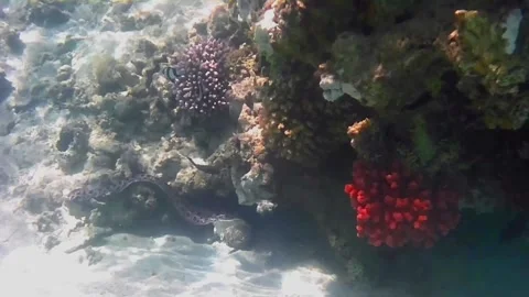Giant Moray Eel Hunting and Swimming Among Corals in the Red Sea 스톡 동영상 343729402