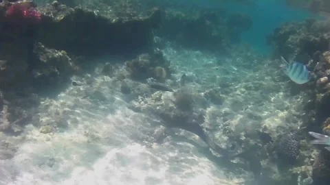 Giant Moray Eel Hunting and Swimming Among Corals in the Red Sea Stock Footage 343729430