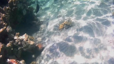 Giant Moray Eel Hunting and Swimming Among Corals in the Red Sea Stock-Footage 343729480