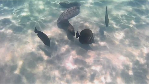 Giant Moray Eel Hunting and Swimming Among Corals in the Red Sea Stock Footage 343729490