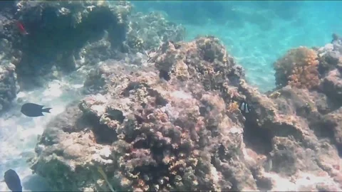 Giant Moray Eel Hunting and Swimming Among Corals in the Red Sea Stock Footage 343729493