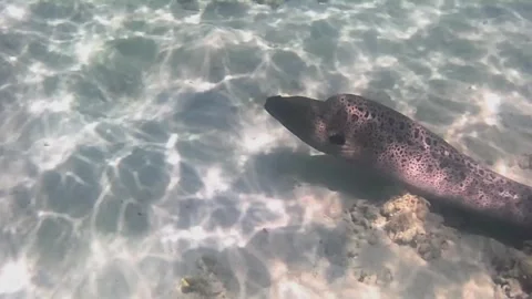 Giant Moray Eel Hunting and Swimming Among Corals in the Red Sea Stock-Footage 343729497
