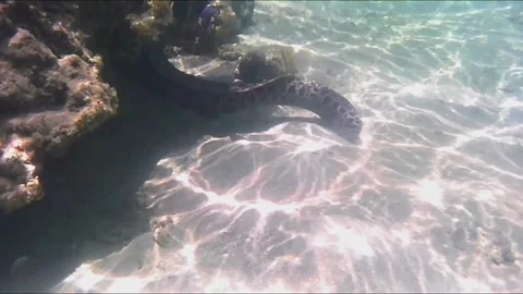 Giant Moray Eel Hunting and Swimming Among Corals in the Red Sea Stock Footage 343729498