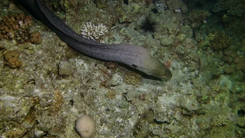 Giant moray eel hunting Stock Footage 120360231