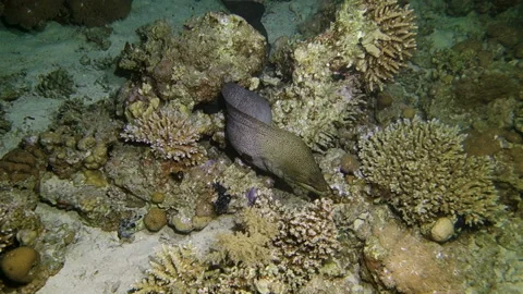 Giant moray eel hunting Stock Footage 120360321