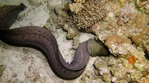 Giant moray eel hunting Stock Footage 120360591