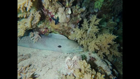 Giant moray eel hunting with a giant trevally during a night dive on a beautiful 스톡 동영상 335149683