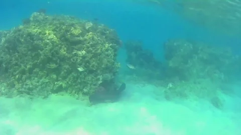 Giant Moray Eel Hunting for Prey in Shallow Water Vídeos de archivo 343728557
