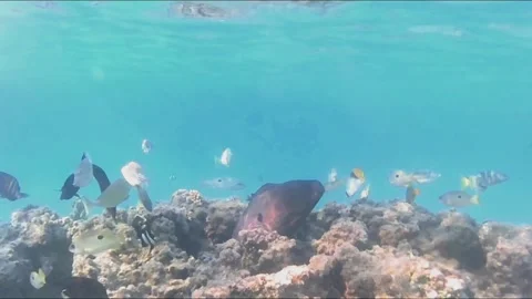 Giant Moray Eel Hunting for Prey in Shallow Water 库存影片 343728581