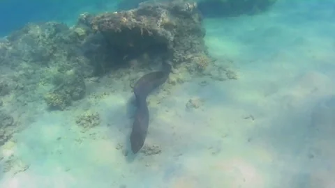 Giant Moray Eel Hunting for Prey in Shallow Water Stock Footage 343728590