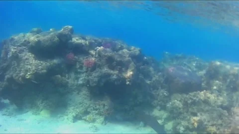 Giant Moray Eel Hunting for Prey in Shallow Water Stock Footage 343728614