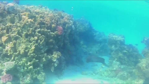 Giant Moray Eel Hunting for Prey in Shallow Water Видео 343728631