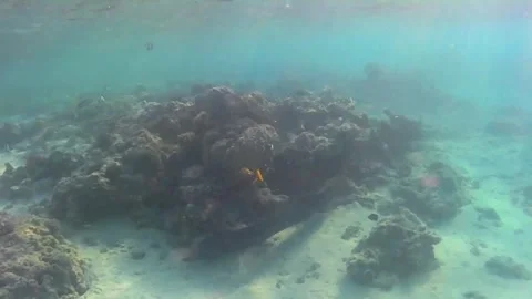 Giant Moray Eel Hunting for Prey in Shallow Water Видео 343728650