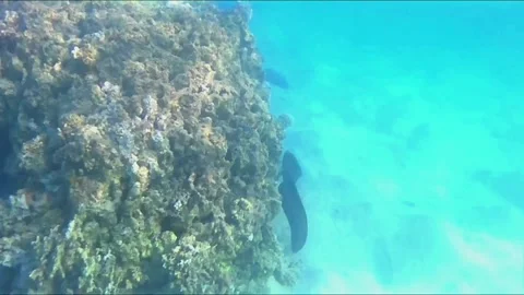 Giant Moray Eel Hunting for Prey in Shallow Water Stock Footage 343728681