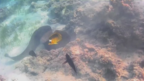 Giant Moray Eel Hunting for Prey in Shallow Water Vídeos de archivo 343728685