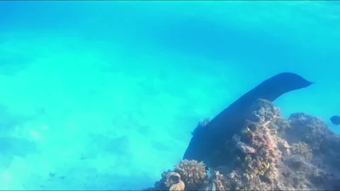 Giant Moray Eel Hunting for Prey in Shallow Water Video stock 343728697