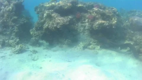 Giant Moray Eel Hunting Through Coral Reef in the Red Sea Stock Footage 340003133