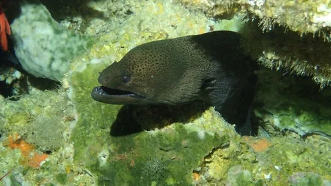 A giant moray eel in its hole Stock Footage 120061818