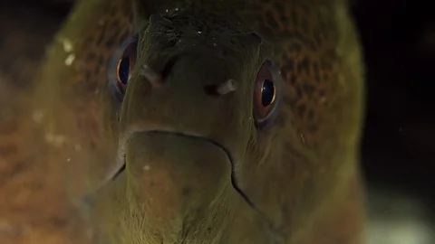 Giant moray  eel looking into the camera, macro Stock Footage 98856005