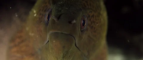 Giant moray  eel looking into the camera, macro Video stock 99299069