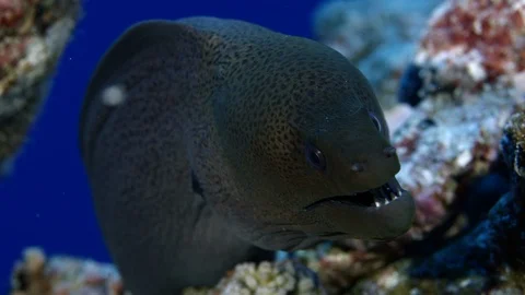 Giant moray  eel looking into the camera, macro Stock Footage 104100806