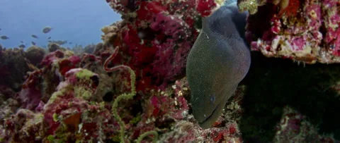 Giant moray  eel looking into the camera, macro Stock Footage 145467716