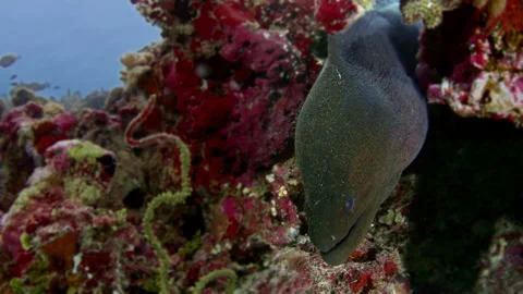 Giant moray  eel looking into the camera, macro Video stock 145473080
