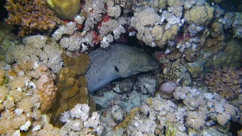 Giant moray eel looking out of its cave Stock Footage 172153869