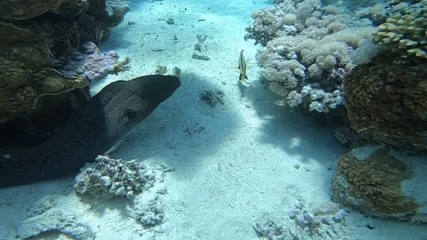 Giant moray eel looking out from coral overhang above white sand Stock-Footage 348498152