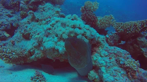 Giant moray eel lunges at camera out of their coral reef home. Stock Footage 105216250
