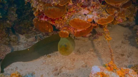 Giant moray eel lurking under a coral overhang on a sandy seabed Stock Footage 340210993