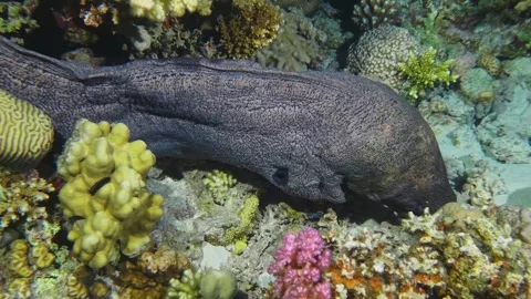 Giant Moray Eel Lurking in Vibrant Coral Reef  Underwater Footage Stock Footage 316577326