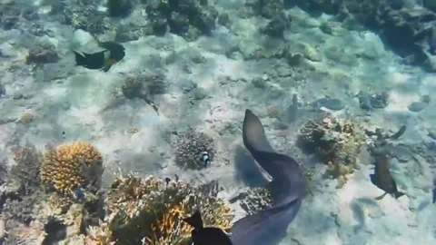 Giant Moray Eel Moving and Hunting Along the Coral Reef, Full Body in View, Mars Stock-Footage 343307278