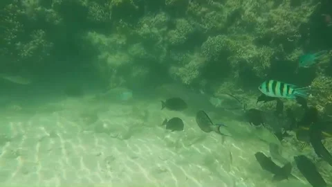 Giant Moray Eel Moving Under Coral Surrounded by a Huge School of Fish, Marsa Al Stock-Footage 343318763