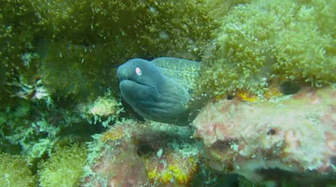 Giant moray eel on the ocean bottom Stock Footage 39364987