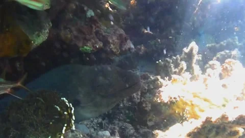 Giant Moray Eel with Open Gray-Blue Eyes Surrounded by Cleaner Fish Under Coral, 스톡 동영상 341290728