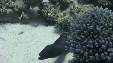 Giant Moray Eel in Open ground Stock Footage